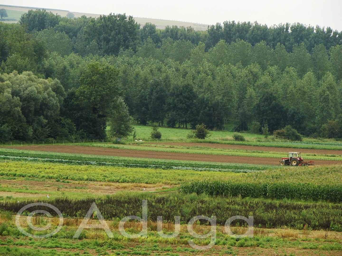 Photo de la semaine. Agriculture maraîchère. Cottenchy, CC Avre, Luce et Noye
