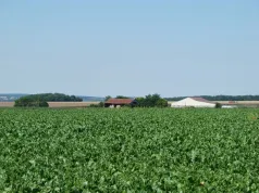Champs de bettrave_Saint-Sauveur_CC Nièvre et Somme