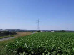 Champs de bettrave_Saint-Sauveur_CC Nièvre et Somme