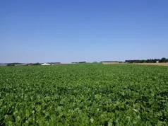 Champs de bettrave_Saint-Sauveur_CC Nièvre et Somme