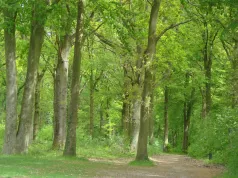 Bois_Conty_CC du Canton de Conty