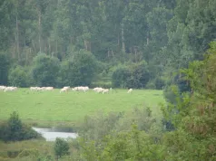 Pature_Hangest-sur-Somme (CC du Ouest Amiens)