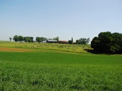 Elevage de moutons_Thiepval (CC du pays du Coquelicot)
