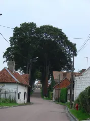 Alignement d'arbres_Warlus (CC du sud-ouest Amiénois)